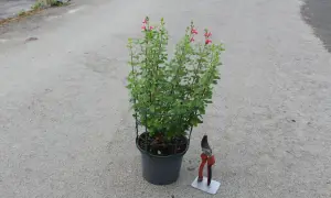 Un plant de sauge de Graham en pot, prêt à être taillé avec des sécateurs à côté.