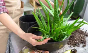 Une main sépare délicatement une bouture d'aloe vera d'une plante mère, prête à être rempotée.
