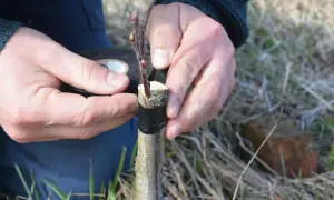 Main d'un jardinier réalisant une greffe abricotier. Il fixe une branche sur un porte-greffe avec du ruban adhésif noir.