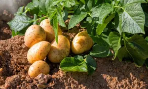 Pommes de terre fraîchement sorties de terre, prêtes à être récoltées. Un signe que c'est le bon moment pour savoir quand récolter les pommes de terre.