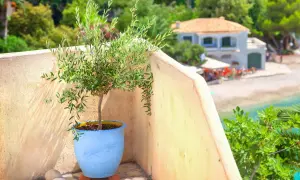 Un jeune olivier prêt à être rempoté, sur un balcon ensoleillé avec vue sur la mer et une maison méditerranéenne.