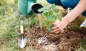 Arrosage d'un jeune plant de framboisier lors de sa plantation. Une pelle est posée à côté.
