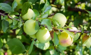 Des prunes vertes, encore un peu immatures, sur une branche. Ces fruits de saison promettent une belle récolte.
