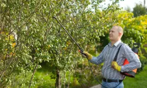 Un homme traite un arbre avec un pulvérisateur, appliquant de la bouillie bordelaise pour protéger les plantes.