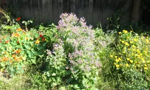 Un jardin ensoleillé avec une liste des fleurs comestibles : capucines orange, bourrache bleue et soucis jaunes.