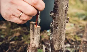 Main d'un jardinier réalisant une greffe cerisier. Une fine branche est insérée dans le tronc d'un autre arbre.