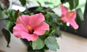 Gros plan sur une fleur d'hibiscus rose vif, avec une autre fleur floue en arrière-plan. Un bourgeon est visible. L'entretien de cet hibiscus est un plaisir.