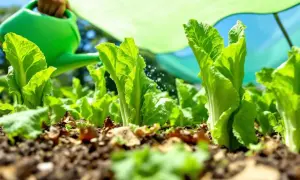 Arrosage de jeunes plants de salade fraîchement repiqués, sous un voile protecteur vert.