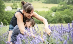 Une mère et sa fille cueillent de la lavande, découvrant la différence entre lavande et lavandin dans un champ ensoleillé.