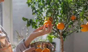 Main d'une personne cueillant un fruit d'un oranger en pot, avec un bol rempli d'oranges.