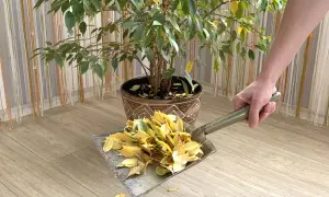 Une pelle ramasse les feuilles jaunes tombées d'un ficus qui perd ses feuilles.