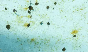 Feuilles mortes et quelques algues noires flottent sur le fond carrelé d'une piscine vide.