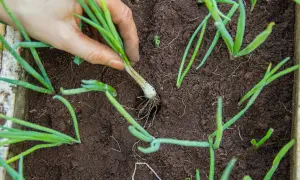 Main d'un jardinier repiquant des jeunes poireaux dans un potager.