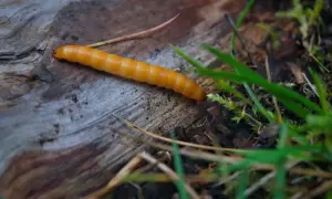 Un ver orangé, ressemblant à un ver fil de fer, rampe sur un morceau de bois mort, entouré d'herbes vertes et de feuilles mortes.
