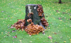 Un vieux tronc d'arbre, envahi par des champignons orangés, semble se détruire une souche, sur une pelouse parsemée de feuilles d'automne.