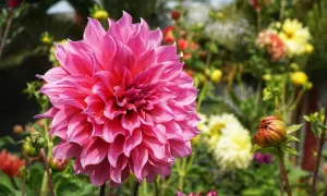 Gros plan sur un dahlia en pot aux pétales roses vifs, entouré d'autres fleurs colorées et d'un bouton sur le point d'éclore.