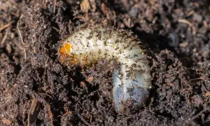 Gros vers blanc, une larve de hanneton, se tortille dans la terre sombre, sa tête orangée visible.