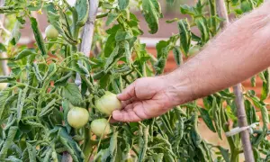 Main qui examine des tomates vertes et des feuilles flétries, se demandant pourquoi mes tomates ne grossissent pas.