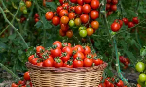 Un panier déborde de tomates rouges, prêtes à être dégustées. Un vrai truc de grand-mère pour avoir de belles tomates !
