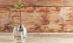 Un avocat germé dans un verre d'eau, prêt à faire pousser un avocat.