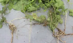 Plantes de liseron avec leurs racines, montrant la difficulté de se débarrasser de cette mauvaise herbe envahissante.