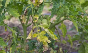Feuilles de tomate jaunies et desséchées, signe de mildiou. Les jeunes tomates vertes sont encore visibles.