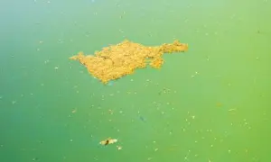 Gros amas d'algue moutarde flottant à la surface d'une piscine à l'eau verte.