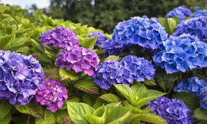 Gros plan sur un magnifique planter hortensia aux fleurs bleues et violettes éclatantes, avec des feuilles vertes luxuriantes.