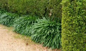 Des agapanthes luxuriantes, mais sans fleurs, bordent un chemin de gravier. Un mystère pour ceux qui se demandent pourquoi mes agapanthes ne fleurissent pas.