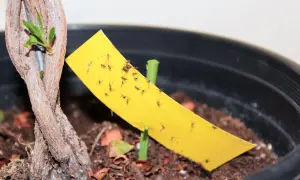 Un piège jaune attire de nombreux moucherons près d'une jeune pousse de plante.