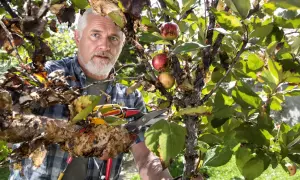 Un homme taille un poirier atteint du feu bactérien. Les feuilles et les branches sont atteintes, mais quelques fruits rouges subsistent.