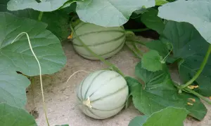 Deux jeunes melons, symboles de la culture melon, poussent sous de larges feuilles vertes.