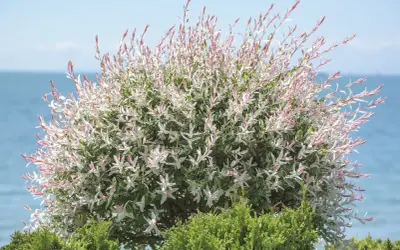 Un magnifique saule crevette buisson aux feuilles panachées de blanc et de rose, se dresse devant une mer bleue et un ciel clair.