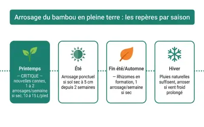 Guide saisonnier pour l'arrosage du bambou : printemps critique pour les nouvelles pousses, été ponctuel si sec, automne pour les rhizomes, hiver avec pluies naturelles.