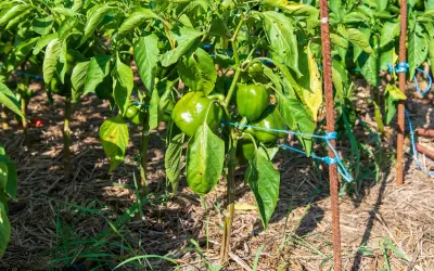 Gros poivrons verts mûrs sur une poivron plante, soutenue par des tuteurs rouillés et des liens bleus. Le sol est couvert de paillis.