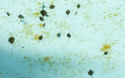 Feuilles mortes et quelques algues noires flottent sur le fond carrelé d'une piscine vide.