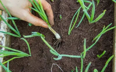 Main d'un jardinier repiquant des jeunes poireaux dans un potager.