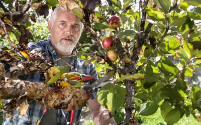 Un homme taille un poirier atteint du feu bactérien. Les feuilles et les branches sont atteintes, mais quelques fruits rouges subsistent.