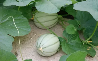 Deux jeunes melons, symboles de la culture melon, poussent sous de larges feuilles vertes.