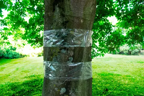 Bandes transparentes autour d'un tronc d'arbre pour la protection des arbres fruitiers contre les insectes.