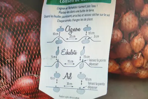 Conseils pour savoir quand récolter les échalotes : arrachez-les quand les feuilles jaunissent et laissez-les sécher.