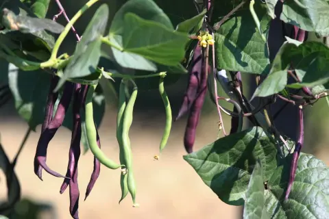 Des haricots à rames violets et verts pendent de leurs tiges, prêts à être récoltés.