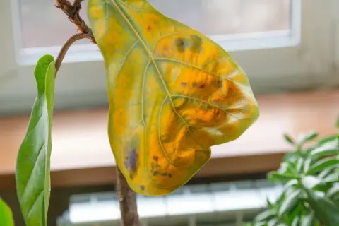 Une feuille de figuier jaunie et tachée, symbole d'un soin à réajuster pour cette plante d'intérieur.
