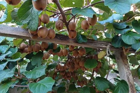 Une **plantation de kiwis** luxuriante, avec des fruits bruns duveteux suspendus aux branches sous un ciel bleu.