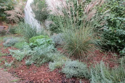 Un jardin avec des graminées aux plumes rosées et des plantes grises argentées, parfaites plantes résistantes sécheresse, sur un lit d'écorces.