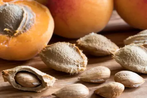 Noyaux d'abricots, certains ouverts révélant la graine, prêts à planter pour faire pousser de nouveaux arbres.