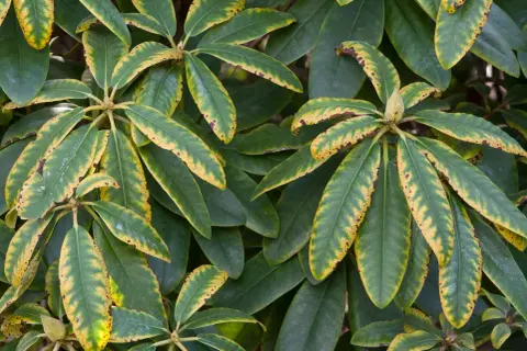 Feuilles de rhododendron atteintes de jaunissement et de nécrose, symptômes de maladie.
