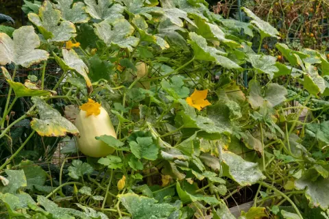 Courge spaghetti en pleine croissance, ses feuilles vertes et jaunes parsemées de poudre blanche, annonçant une future récolte savoureuse.