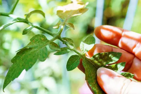 Main d'un jardinier inspectant une tige de tomate, révélant la présence de pucerons tomates et de toiles d'araignées.