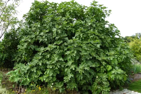 Un majestueux figuier arbre, couvert de feuilles vertes et de quelques figues naissantes, trône dans un jardin fleuri.